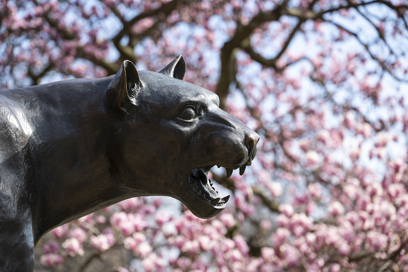 Panther statue with cherry blossom tree